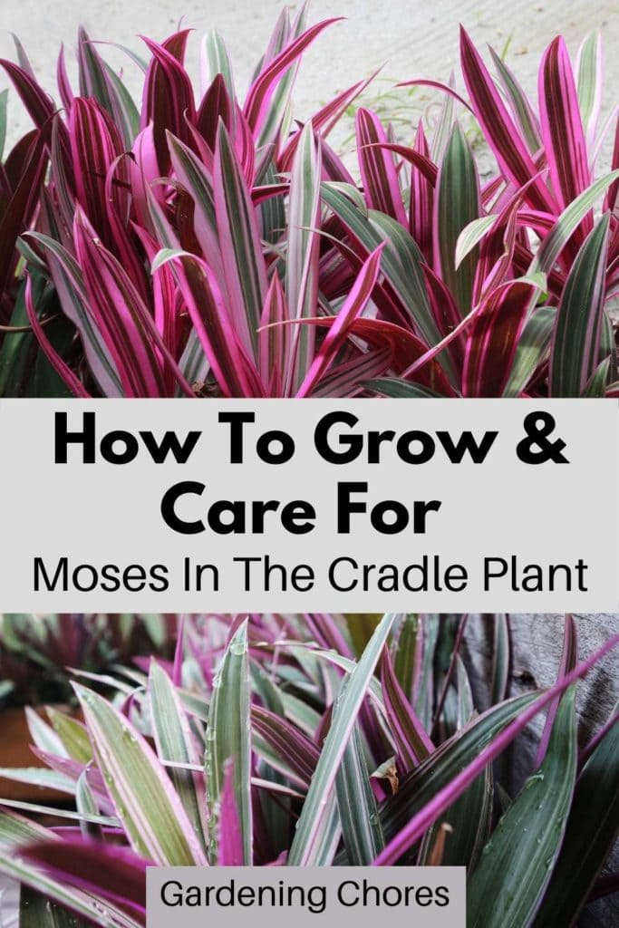Tradescantia spathacea: How To Grow & Care For Moses In The Cradle Plant 3