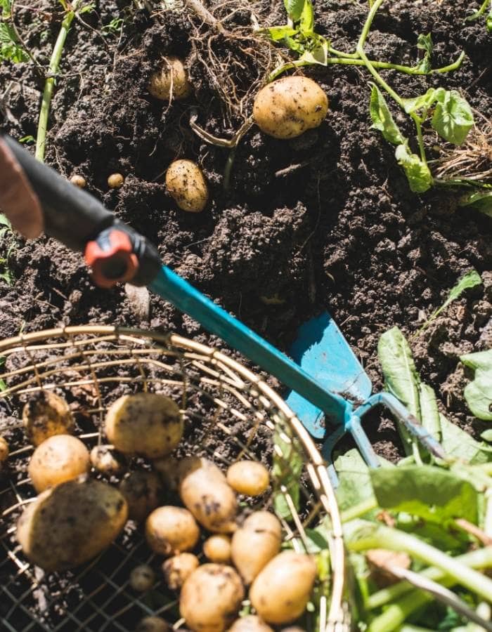 How To Harvest Baby, New And Early Potatoes