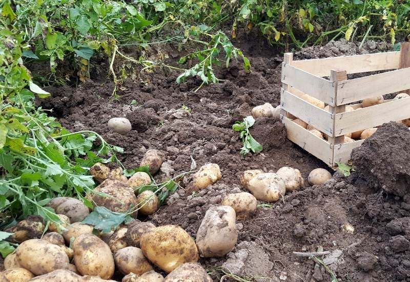 How To Harvest Mature Potatoes
