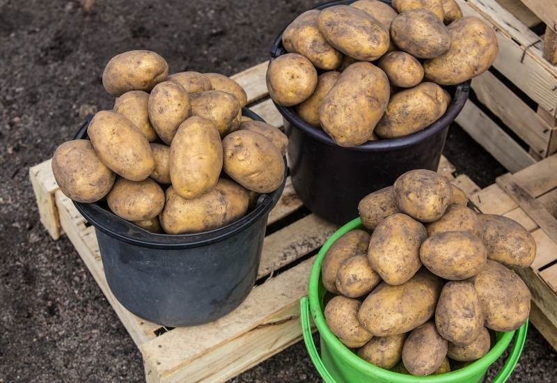 How To Store Mature Potatoes