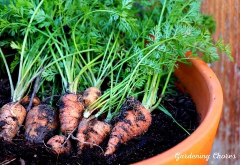How To grow Carrots In Containers: Complete Growing Guide