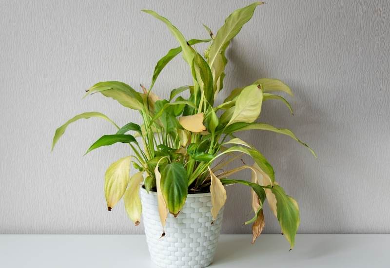 How To Tell If Your Peace Lily Need Watering