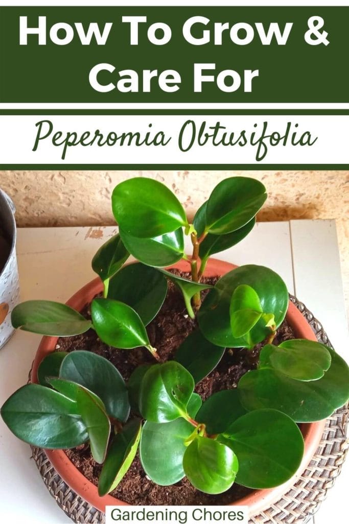 How to Grow & Care for Peperomia Obtusifolia (1)