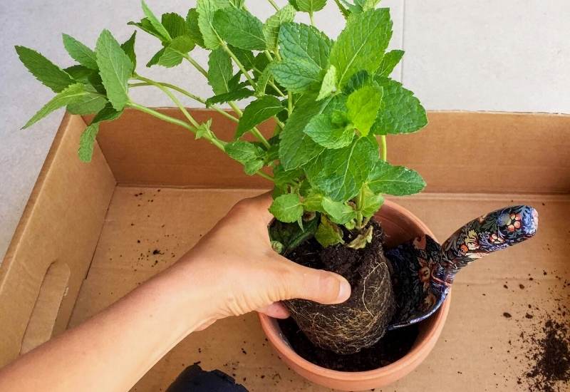 How To Grow Mint Indoors - Getting Started