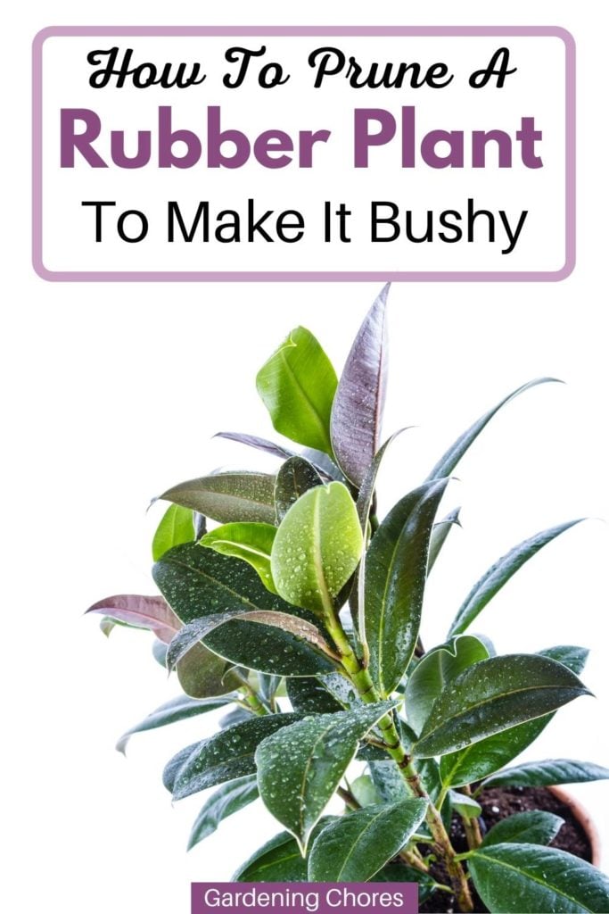 How to Prune a Rubber Plant So It Becomes More Bushy 4