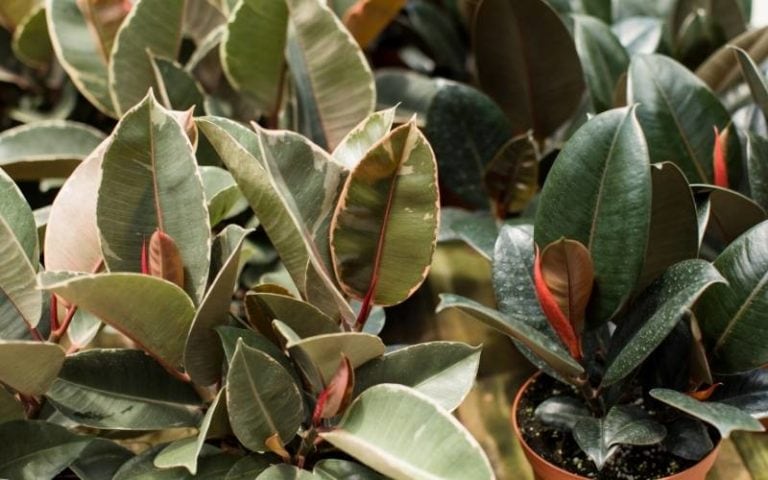 How to Prune a Rubber Plant So It Becomes More Bushy
