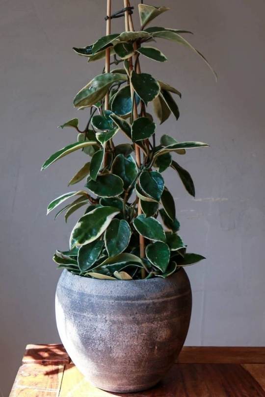 13 Gorgeous Indoor Plants That Don’t Need Sunlight To Grow 11 Hoya carnosa