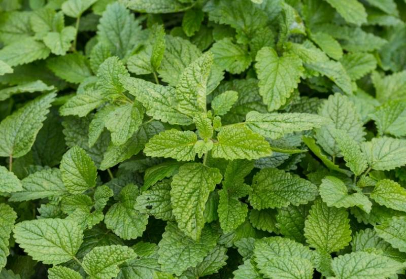 ⦁	Lemon Balm
