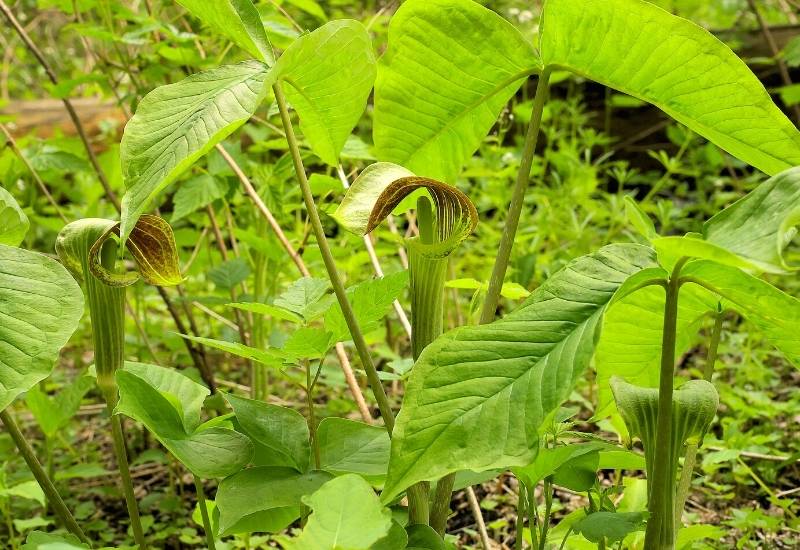 Lantern Rose (Helleborus orientalis) (1)