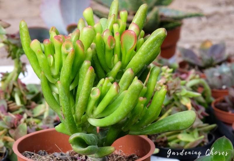 15 Types of Jade Plants (crassula succulent) & How to Care For Them 37