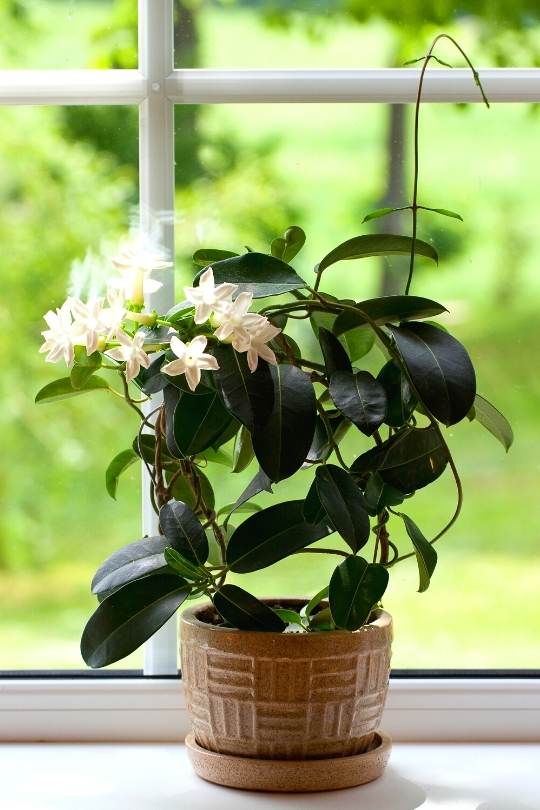 Jasmine room plant on windowsil