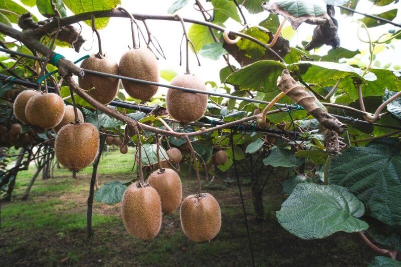 18 Climbing Vegetables and Fruits to Grow Vertically On A Trellis 3