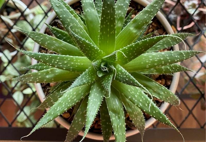15 Attractive Aloe Plant Types And How To Grow Them 6