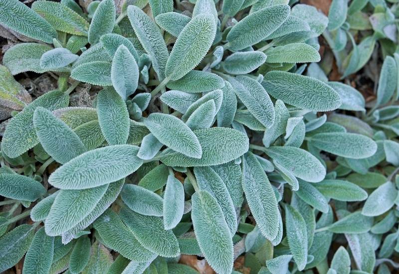 Lamb’s Ears (Stachys byzantina) (1)