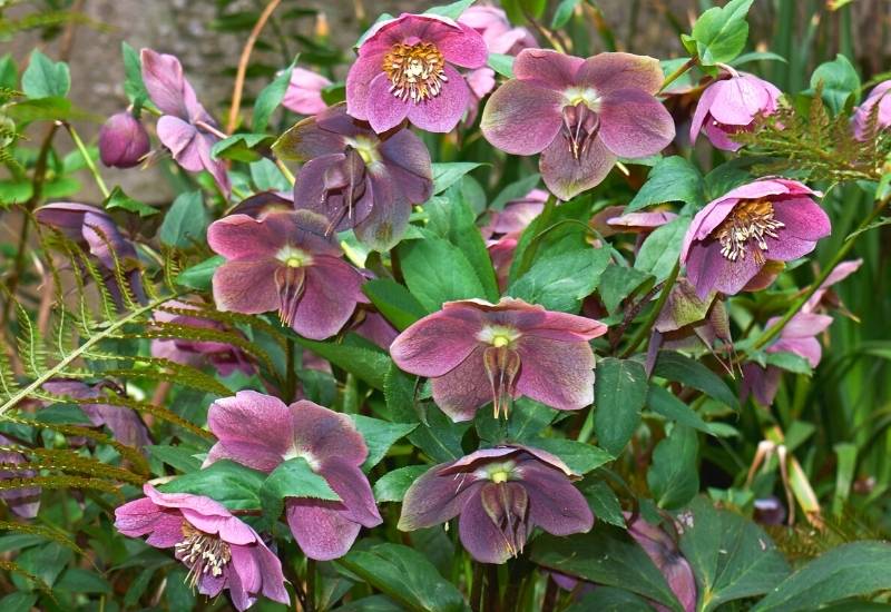 Lantern Rose (Helleborus orientalis) (1)