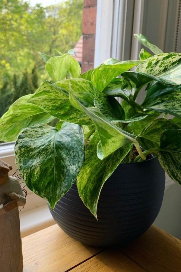 Light And Sunlight Requirements Of Marble Pothos