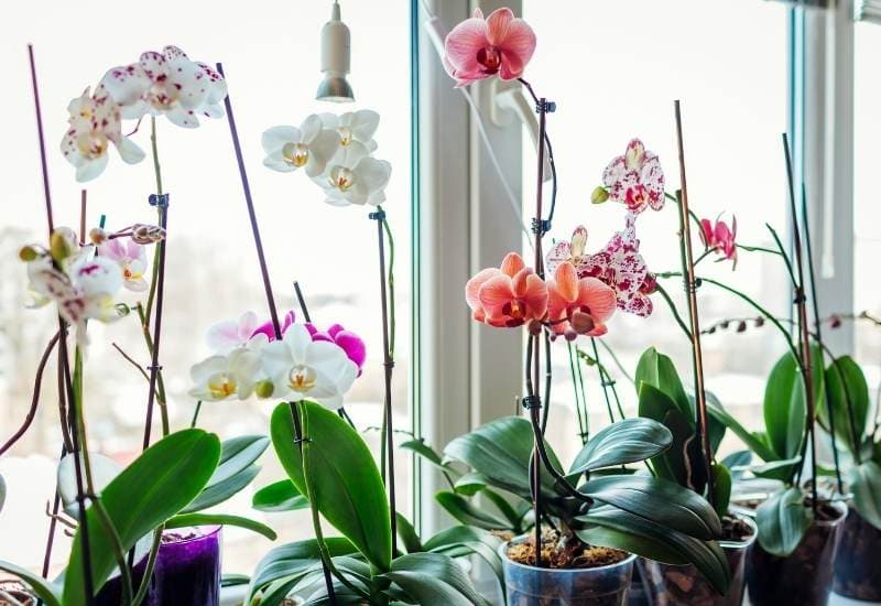 How Much Sunlight Do Orchids need To Thrive And Bloom? 4
