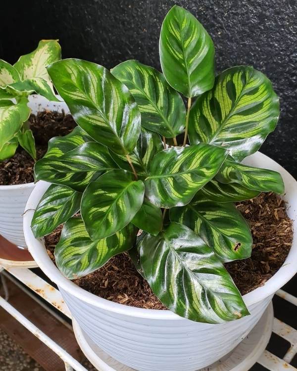 Lightweight And Airy Potting Mixture Is Works Best For Calathea Makoyana