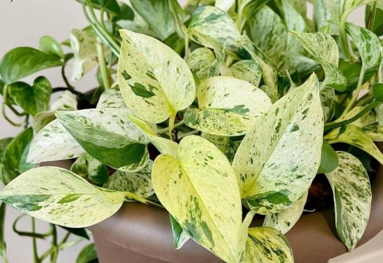 Marble Queen Pothos Care Guide: Devil’s Ivy Plant Growing Information and Tips