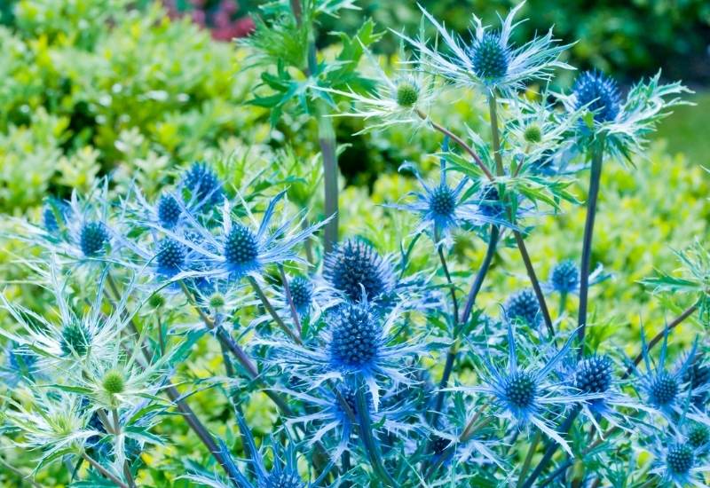 15 Heat-Tolerant Container Garden Plants That Will Thrive in Sunny Areas 3