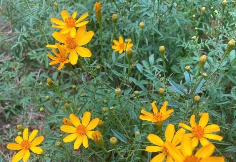 Do Deer Eat Marigolds And How To Use Marigolds To Deter Them