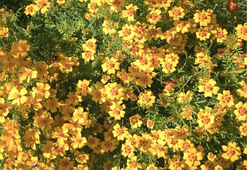 Mexican Marigold (Tagetes lemmonii)