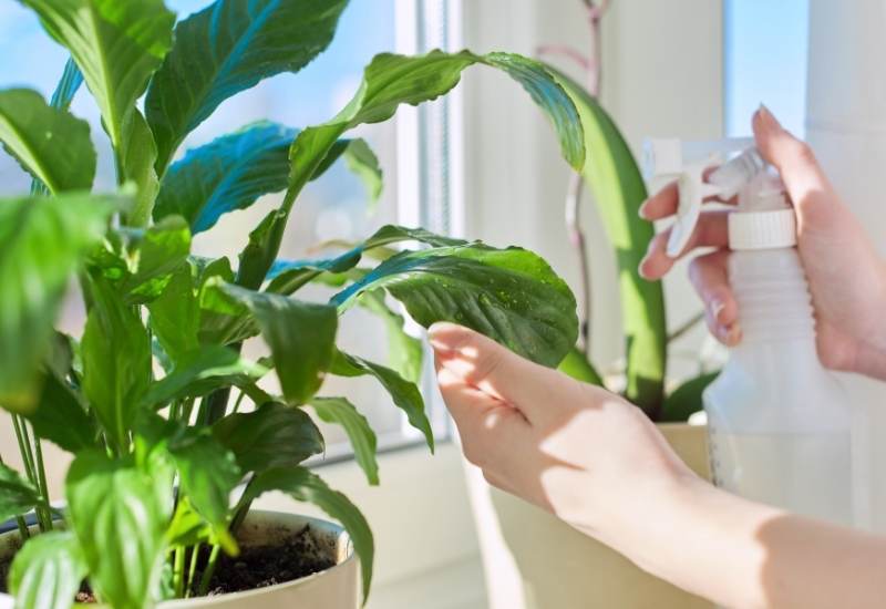 Watering Tips: How And When to Water Your Peace Lily 1