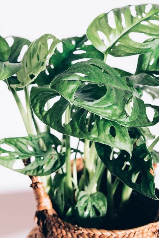 13 Gorgeous Indoor Plants That Don’t Need Sunlight To Grow 9 Monstera Adansonii