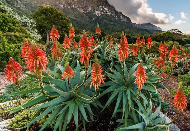 15 Attractive Aloe Plant Types And How To Grow Them 12