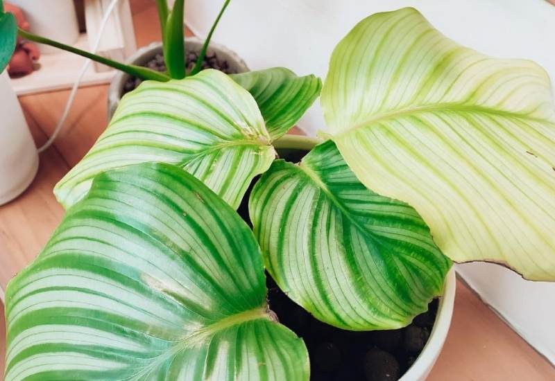Calathea Orbifolia Care Tips to Help Your Plant Thrive in Your House 4