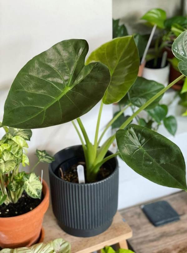 15 Gorgeous Tropical Plants That Thrive Indoors 4
