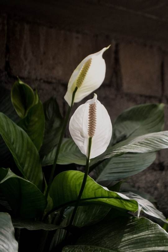 13 Gorgeous Indoor Plants That Don’t Need Sunlight To Grow 5 Peace Lily
