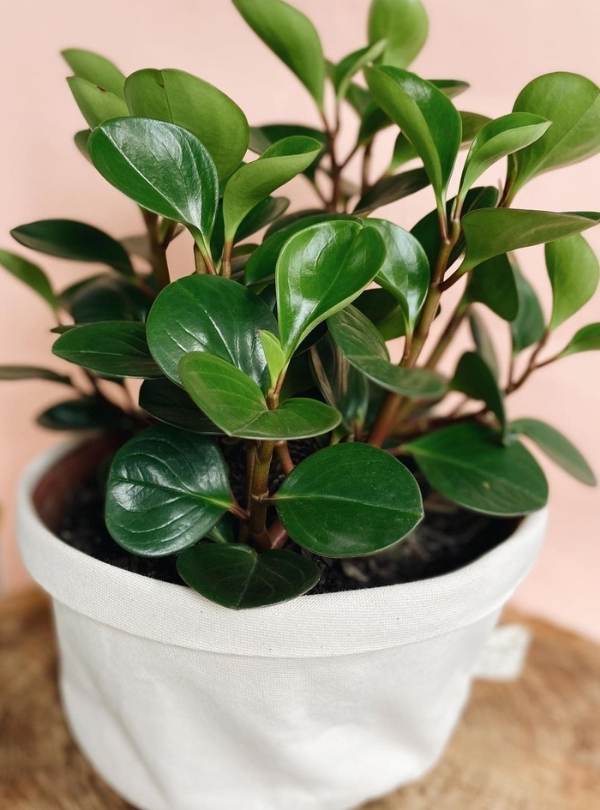 15 Gorgeous Tropical Plants That Thrive Indoors 2