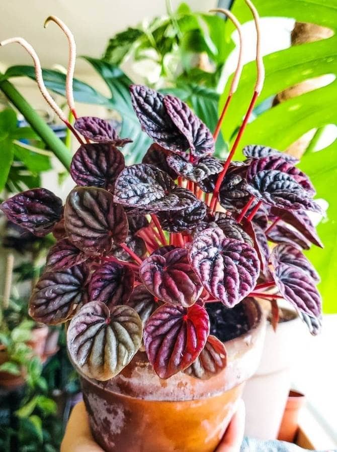 Peperomia Overview