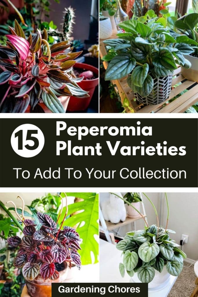 Peperomia Plant Varieties To Add To Your Houseplant Collection