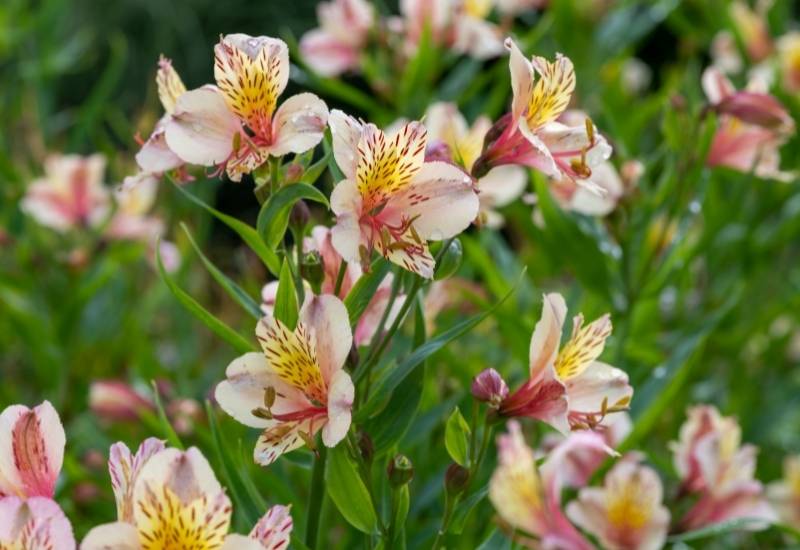 20 DeerResistant Perennial Plants & Flowers For Your Garden