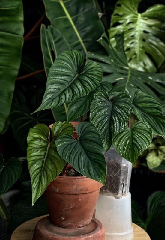 Philodendron plowmanii