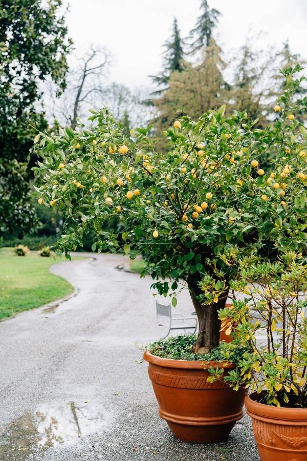 Lemon tree in a clay pot with a lot of yellow lemon fruits