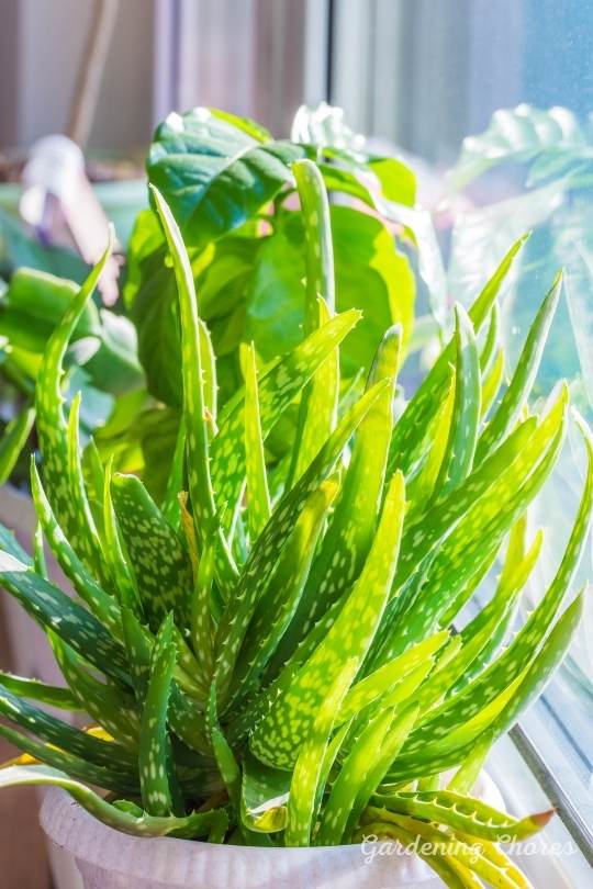 How Fast Does Aloe Vera Grow And How To Grow Them Faster? 39