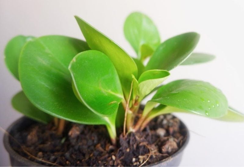 How to Care for the Baby Rubber Plant (Peperomia Obtusifolia) 2