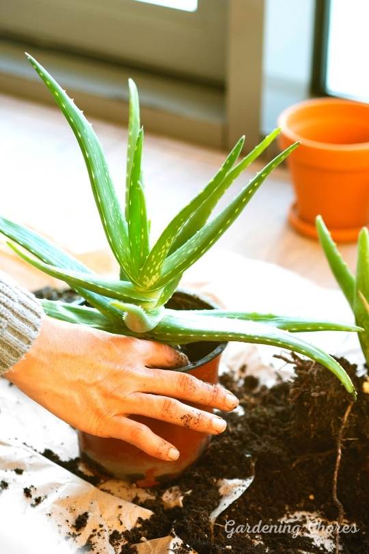 Plant Your Aloe Plant In Well-Draining Potting Mix