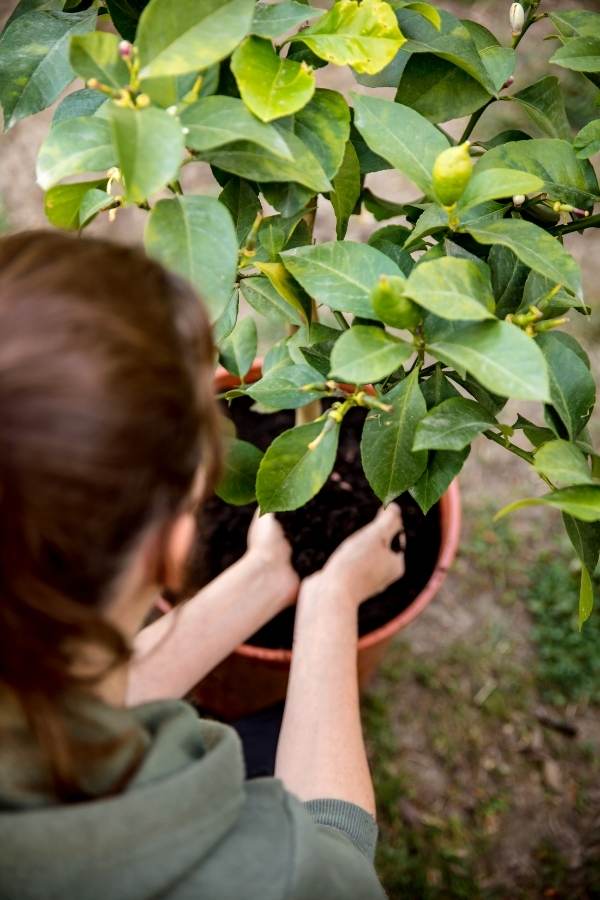 Planting Lemon Trees In Containers