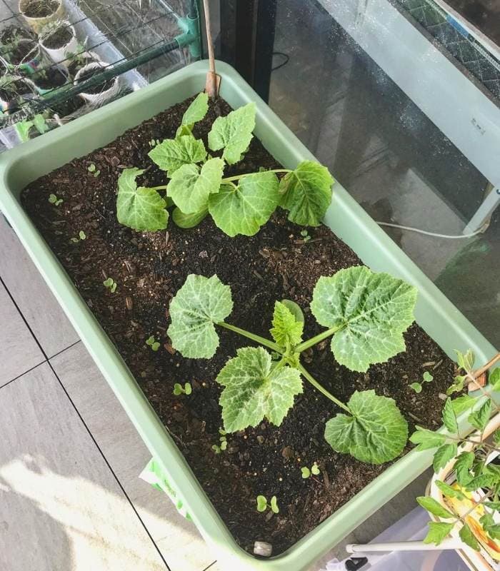 Planting Zucchini In Pots