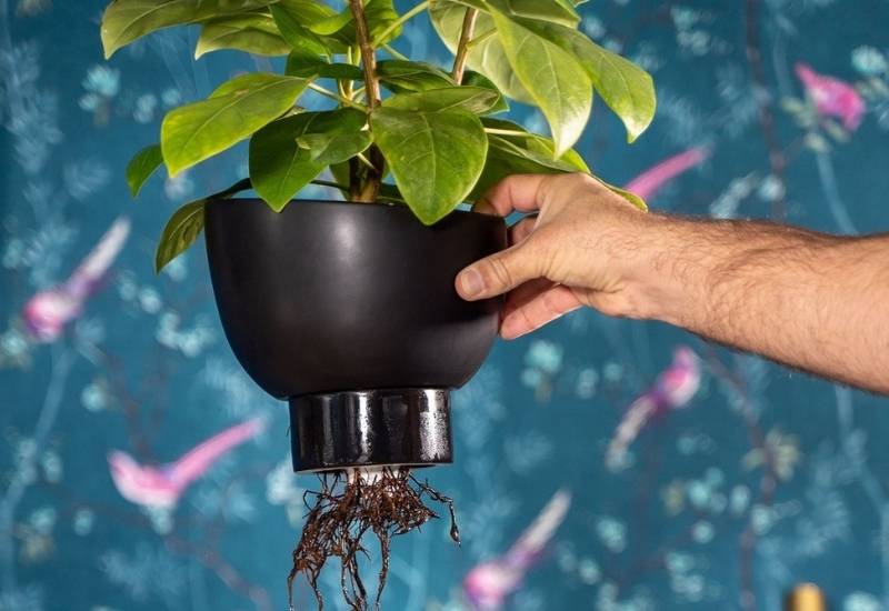 Self Watering Planters: How They Work, DIY Option And Tips For Use 7