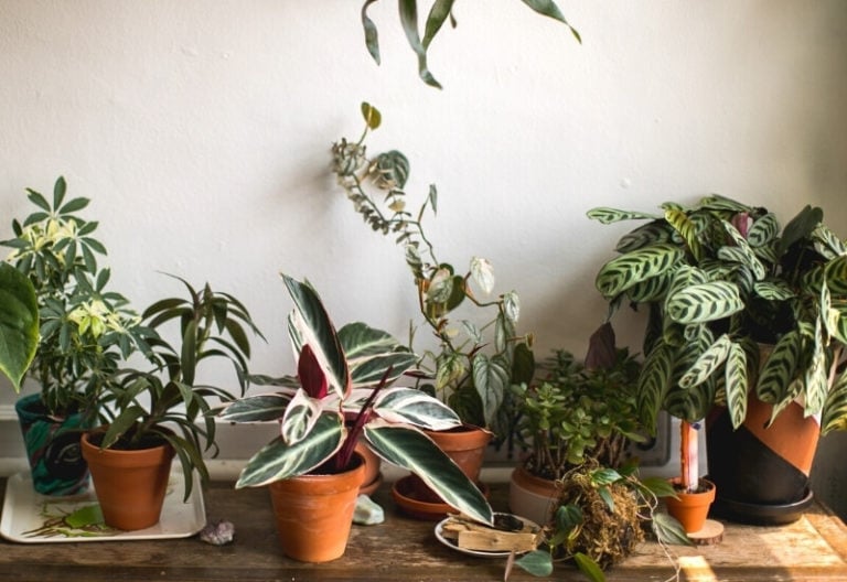 13 Gorgeous Indoor Plants That Don’t Need Sunlight To Grow