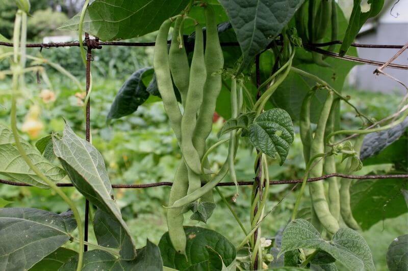 18 Climbing Vegetables and Fruits to Grow Vertically On A Trellis 4