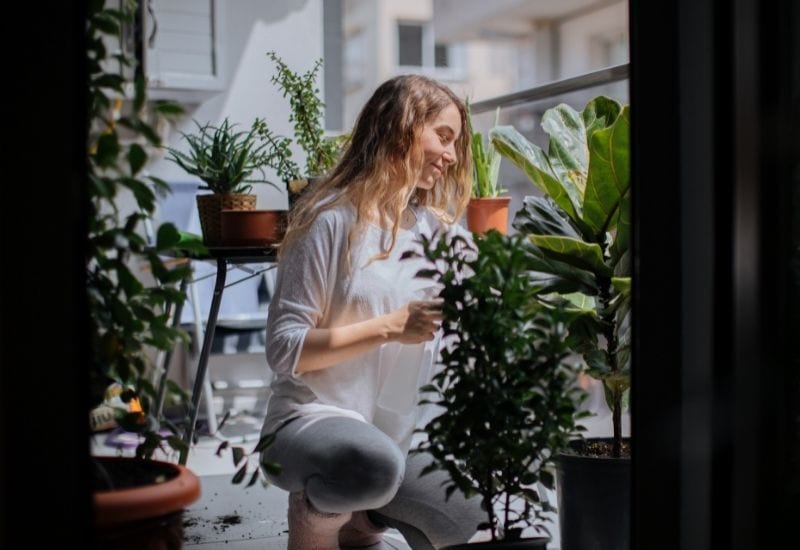 Protect Your Houseplants From Extreme Sun Exposure