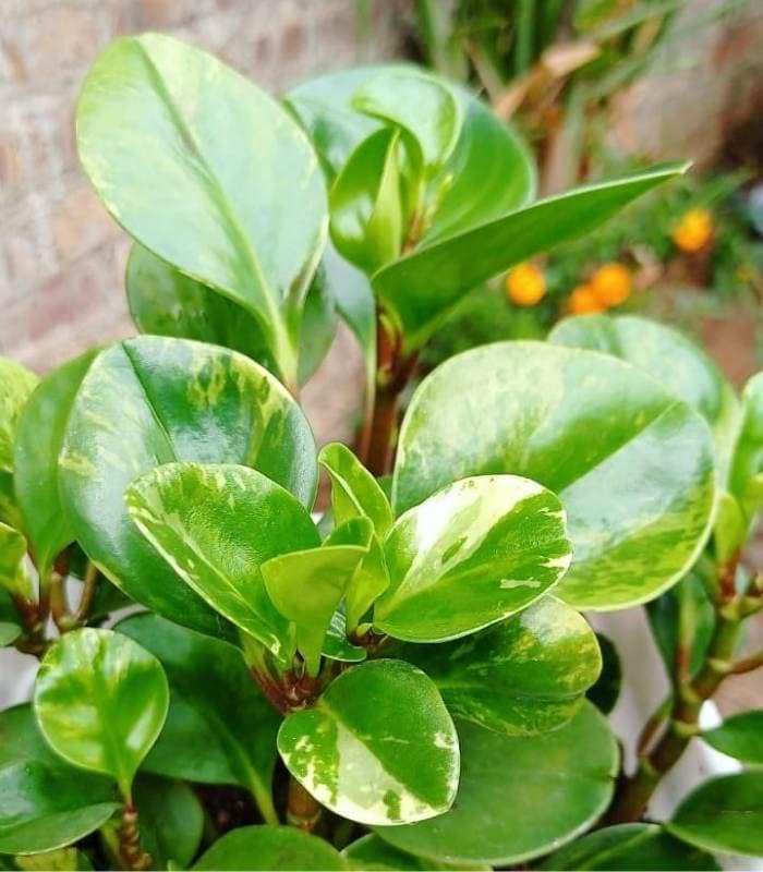 Prune Your Baby Rubber Plant To Encourage New Growth