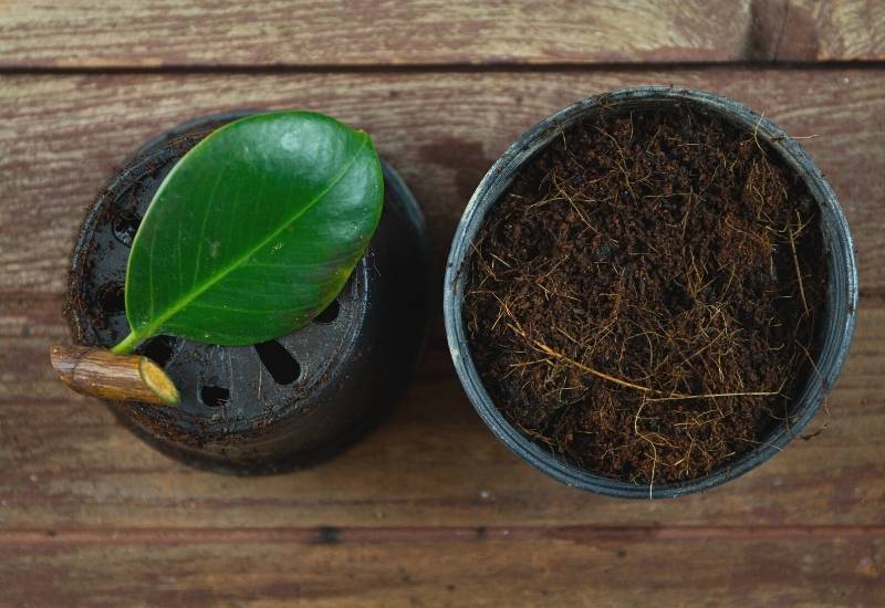 How to Prune a Rubber Plant So It Becomes More Bushy 2
