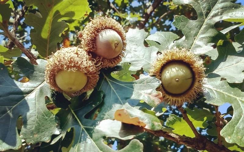 Quercus Macrocarpa (Bur Oak)